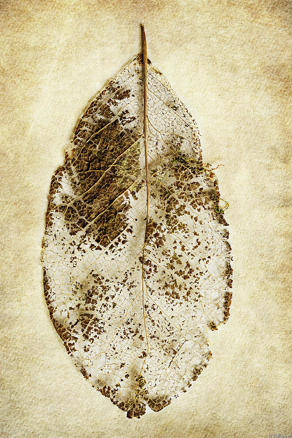 Decayed Leaf 01 Photograph by Weston Westmoreland