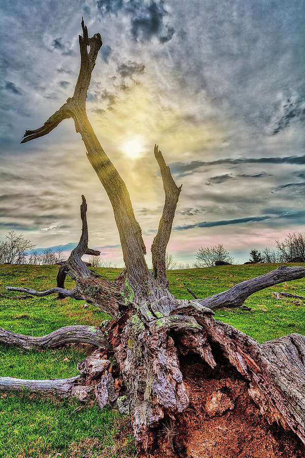 Decaying Tree on a Hill Photograph by Dan Carmichael