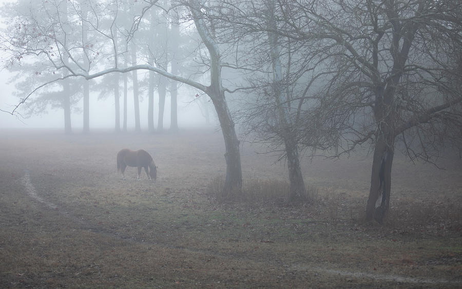 December Fog  Photograph by Rachel Morrison