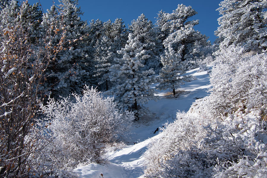 December in the Colorado Foothills Photograph by Cascade Colors