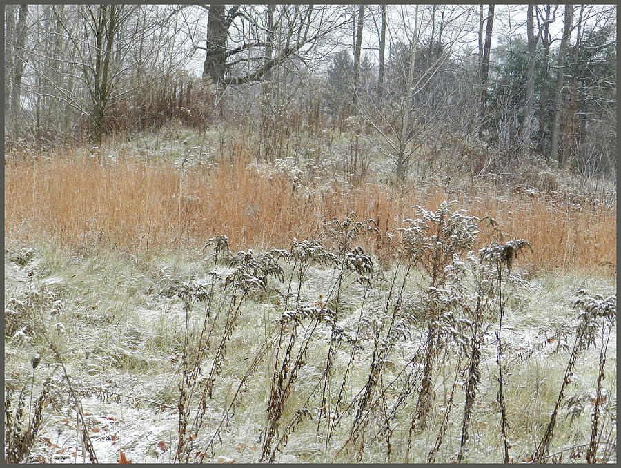 December Meadow with Goldenrod and Heather, Saratoga County, NY Photograph by Lise Winne