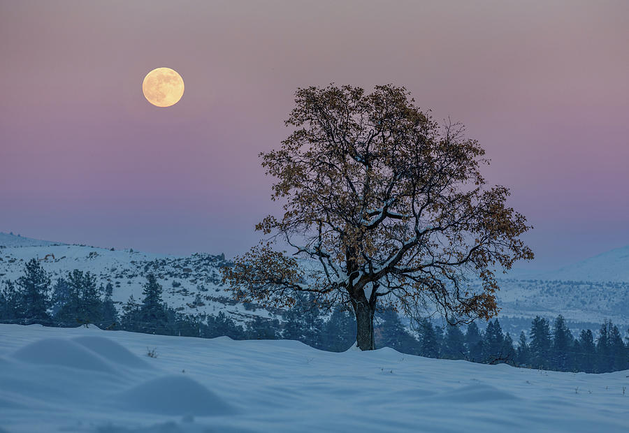 December Moonrise Photograph by Randy Robbins