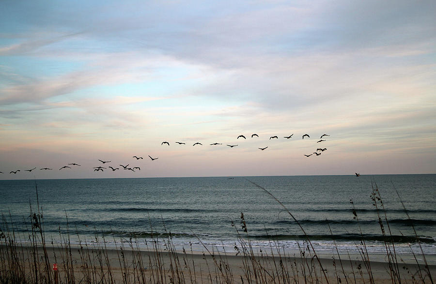 December Pelicans Photograph by Cynthia Guinn