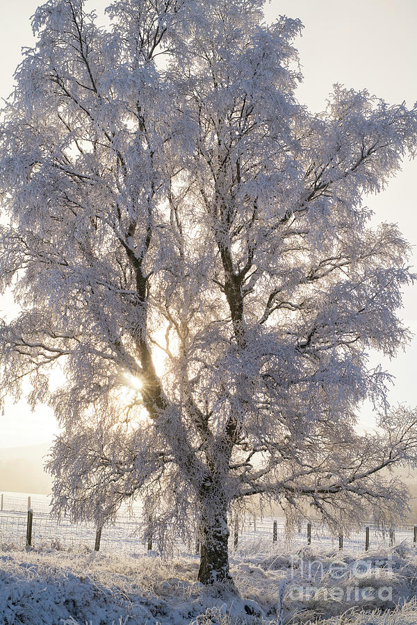 December Snow Birch Photograph by Tim Gainey