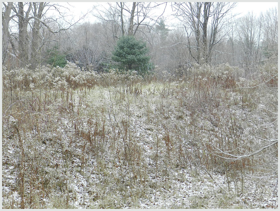 December Snow on the Meadow with round pine tree, Saratoga County, NY Photograph by Lise Winne