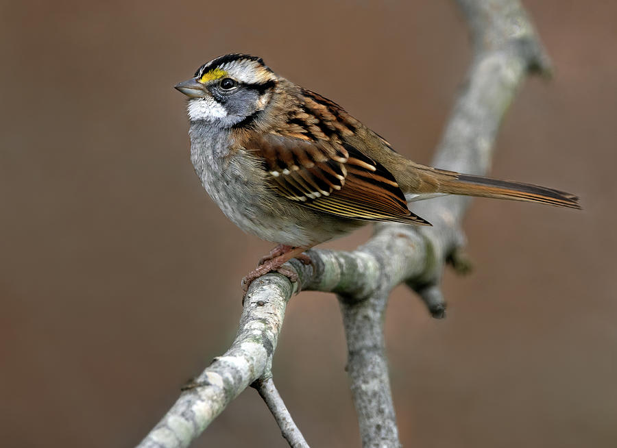 December Sparrow  Photograph by Art Cole