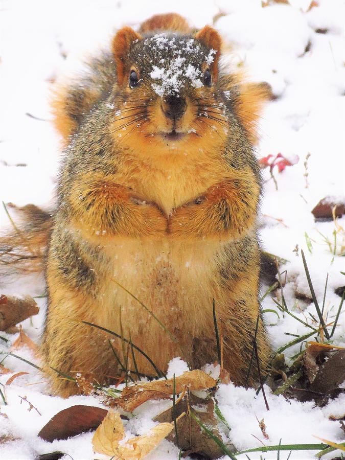 December Squirrel by Lori Frisch December Squirrel by Lori Frisch