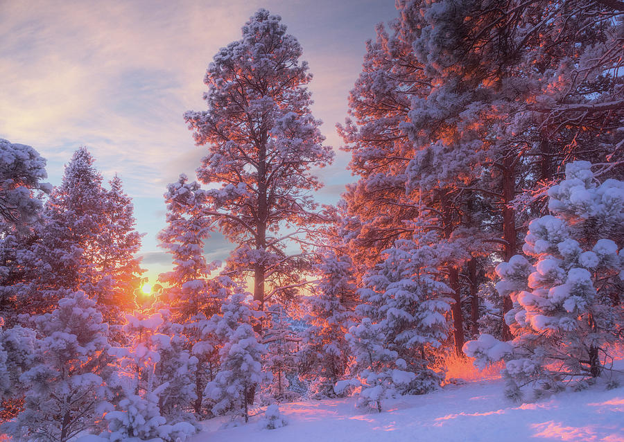 December Sunrise Photograph by Darren White