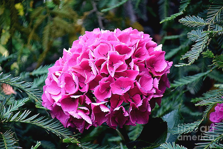 Decidedly Pink Hydrangea Photograph by Sea Change Vibes