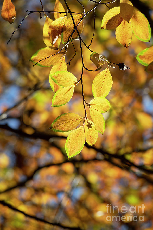 Deciduous Camellia Leaves in Autumn Light Photograph by Tim Gainey