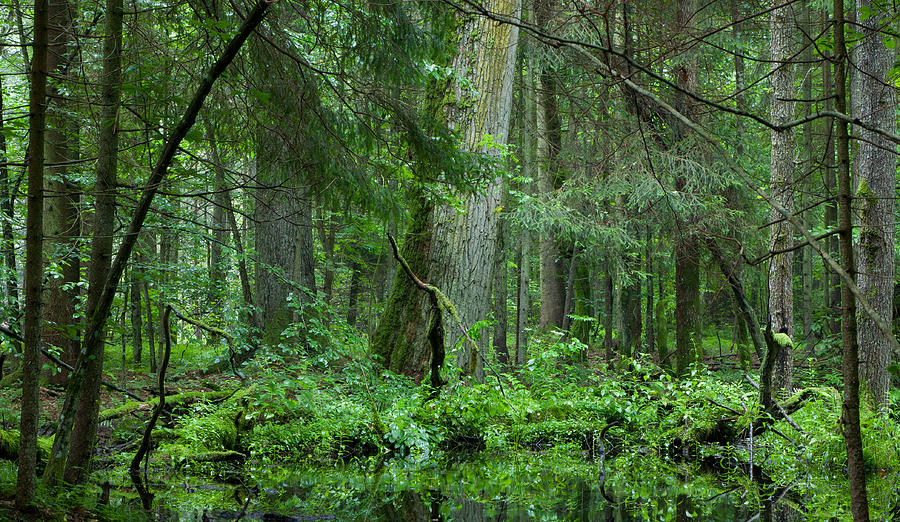 Deciduous stand of Bialowieza Forest in summer Photograph by Aleksander