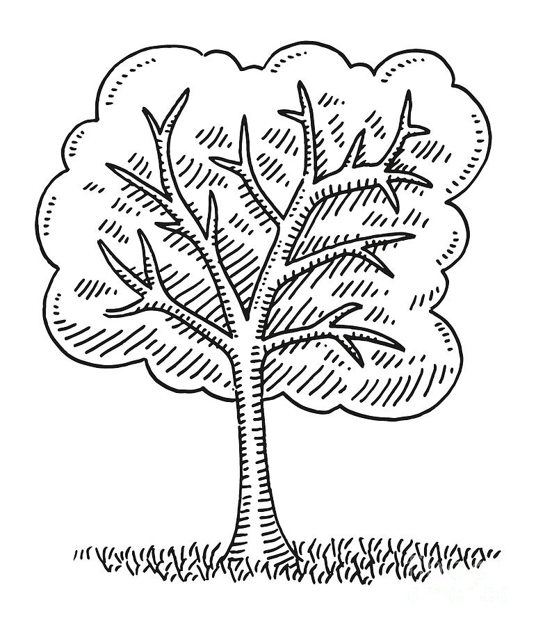 Deciduous Tree Symbol Drawing Drawing by Frank Ramspott - Fine Art America