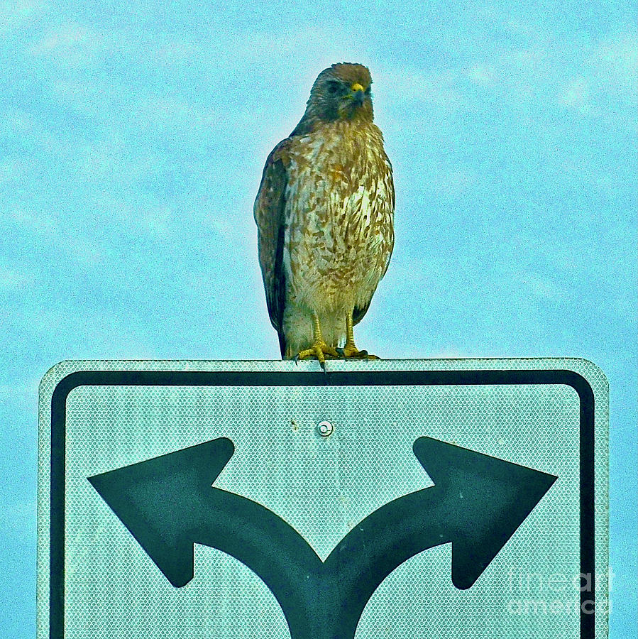Hawk Photograph - Decisions by AnnaJo Vahle