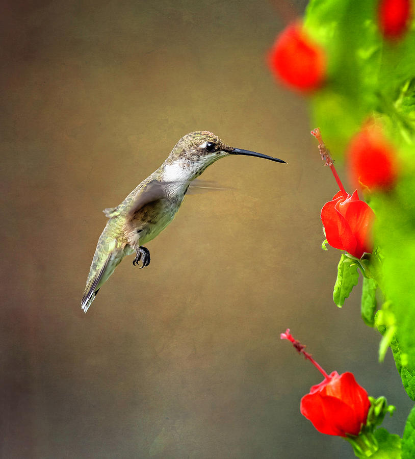Decisions of a Texas Hummingbird Photograph by Joan Carroll