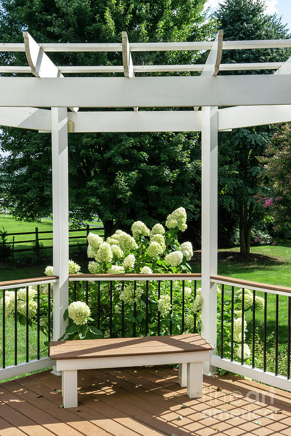 Deck and pergola with bench and large hydrangea blossoms Photograph by William Kuta