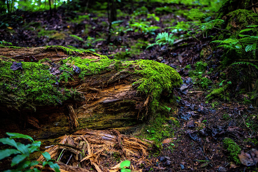 Decomposing Log in the Forest Covered In Green Moss Photograph by Chris  Wolford - Fine Art America