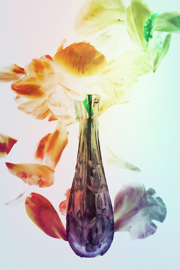 Deconstructed Inverted Color Rainbow Peony Vase Photograph by W Craig Photography