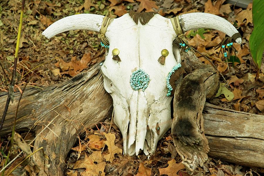 Decorated Cow Skull Photograph by Douglas Barnett