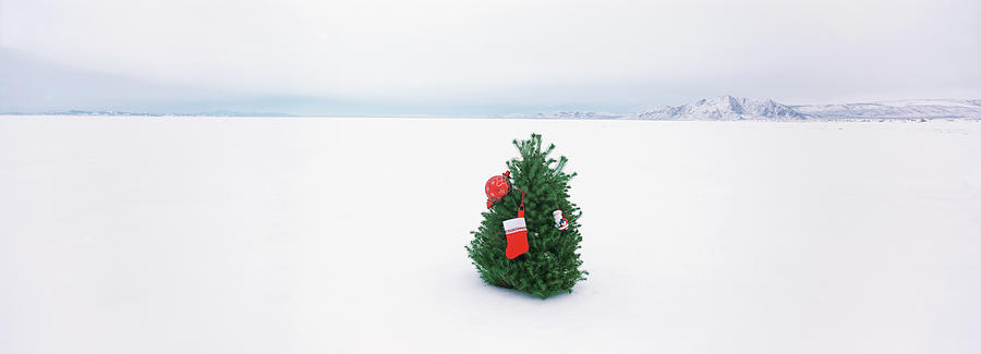 Decorated tree in a snow covered desert, Black Rock Desert, Nevada, USA Photograph by Panoramic Images