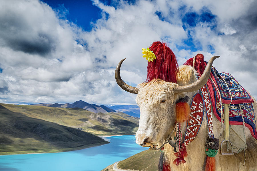 Decorated Yak above Yamdrok Lake, Tibet Photograph by Guenterguni