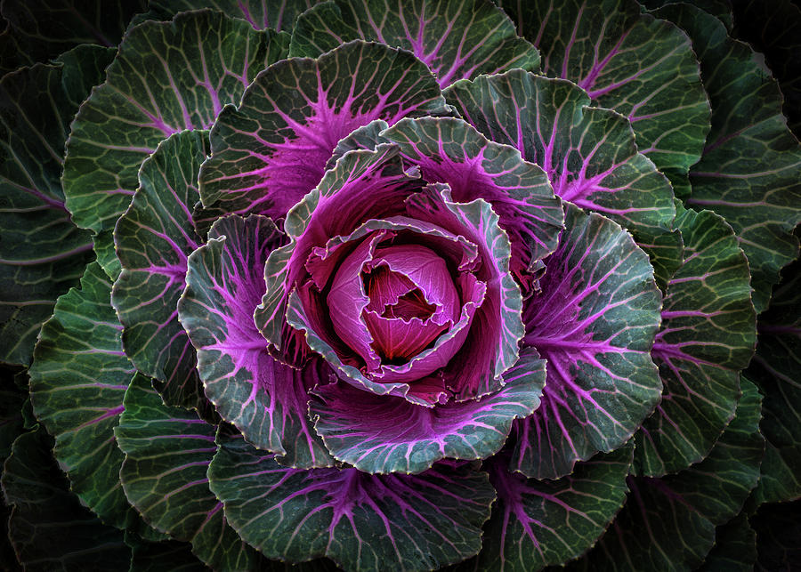 Decorative Cabbage Photograph by Elvira Peretsman