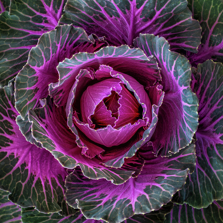 Decorative Cabbage - Square Photograph by Elvira Peretsman