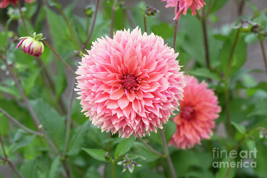 Decorative Dahlia Orange Fubuki Photograph By Tim Gainey Pixels