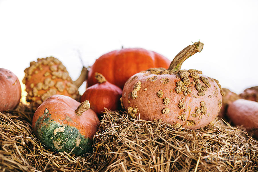 Decorative Pumpkins On Hay On White Background Photograph