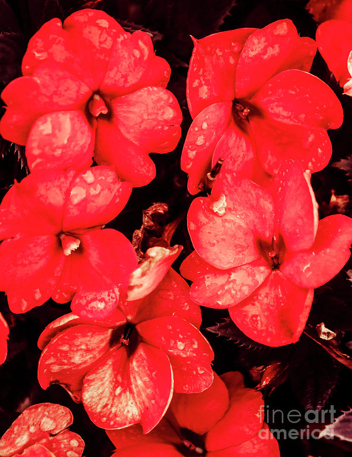 Decorative red Photograph by Jorgo Photography