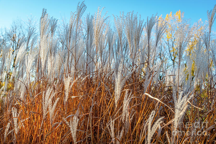 Decorative reeds Photograph by Petras Paulauskas - Fine Art America