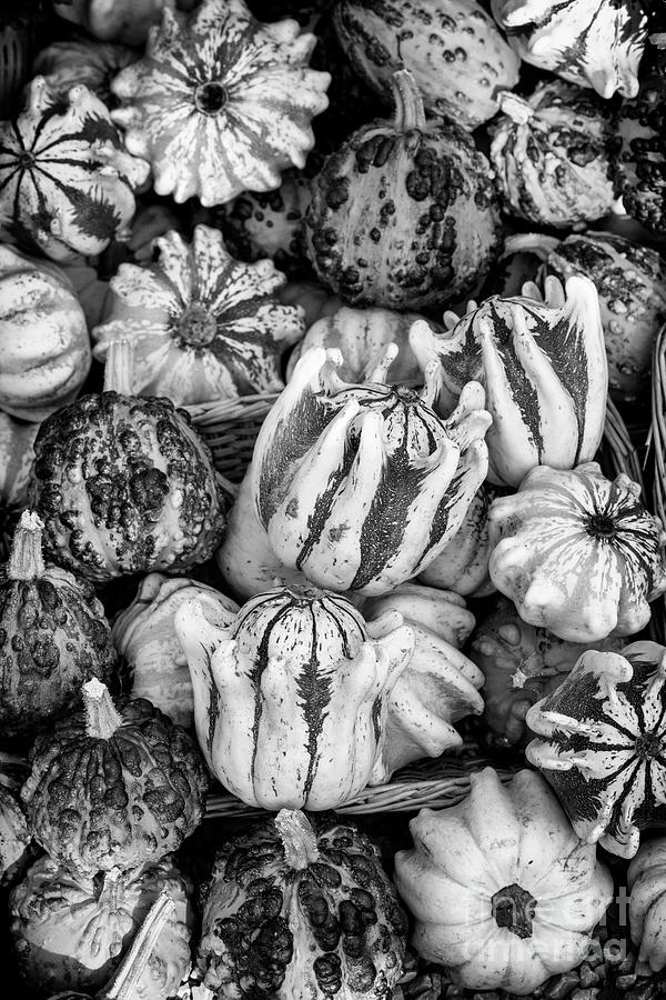Decorative Squash in Autumn MonochromeDOF on an autumn display close up Photograph by Tim Gainey
