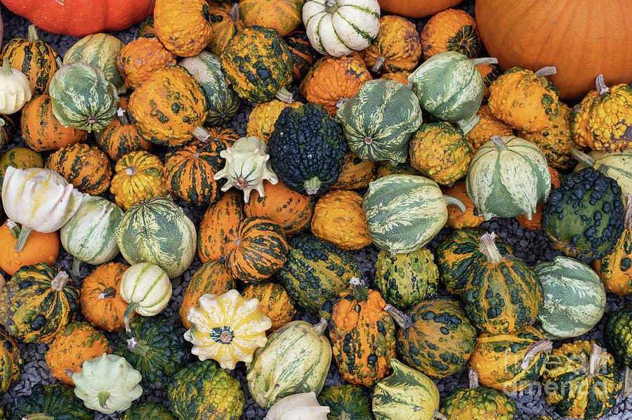 Decorative Squash in Autumn Photograph by Tim Gainey