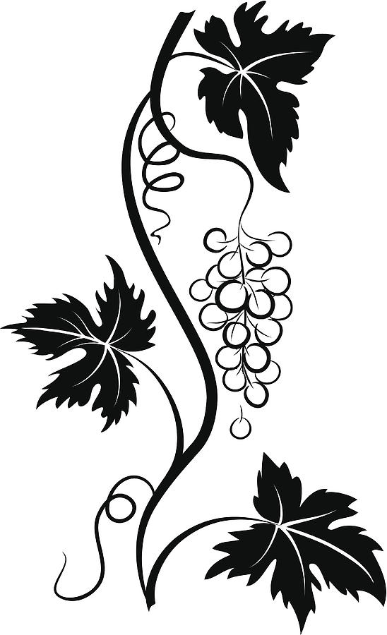 Decorative Stylized Grapevine with Grape bunch and Three Leaves Drawing by Diane Labombarbe