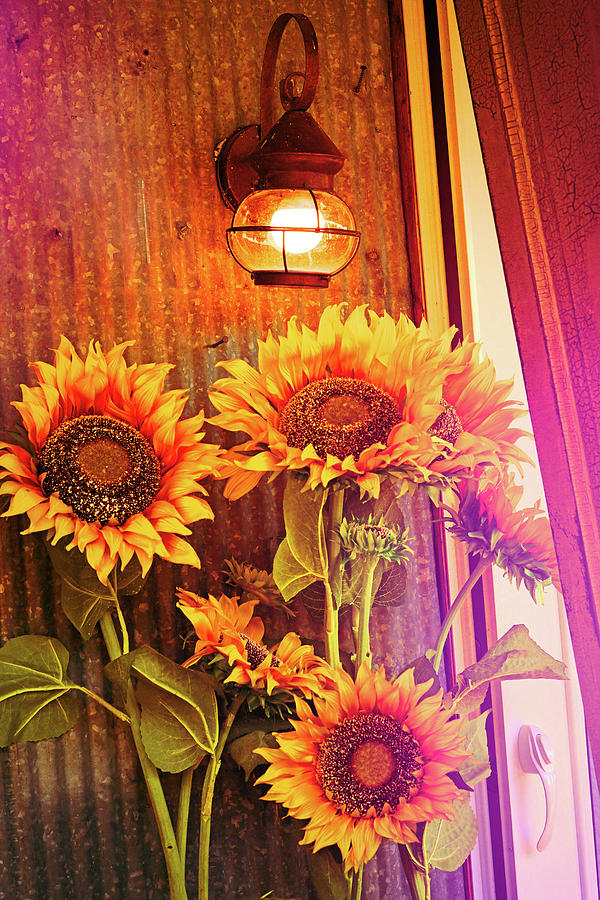 Decorative Sunflowers Photograph