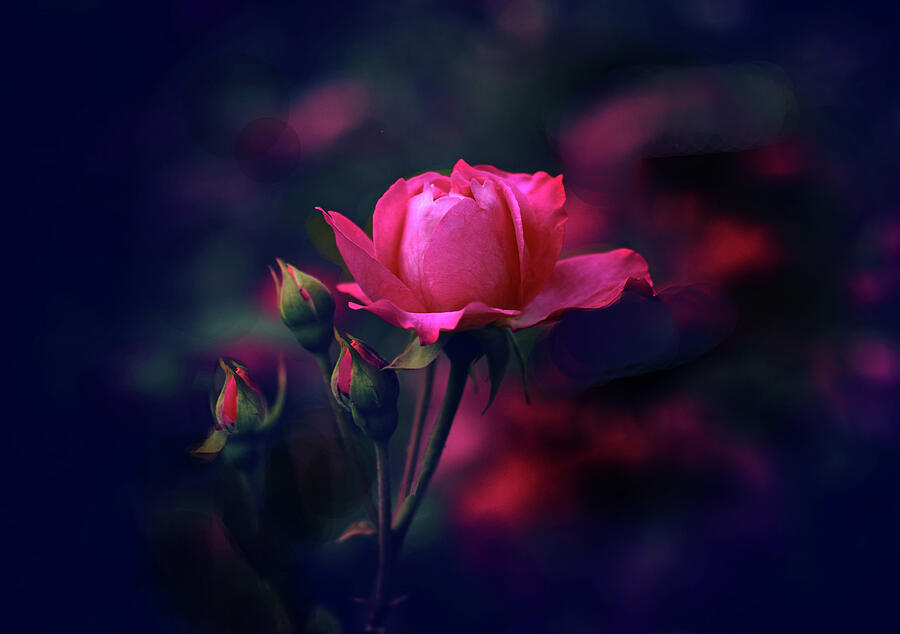 Dark Night Rose Photograph by Jessica Jenney