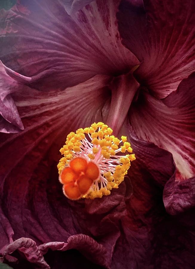 Deep and Bold Hibiscus  Photograph by Lori Seaman