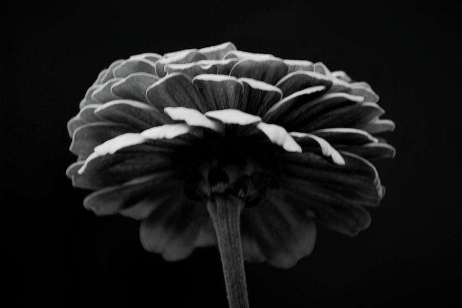 Deep And Dark Macro Zinnia Flower Black And White Photograph