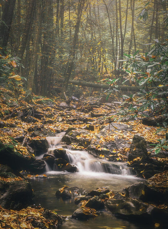 Deep Autumn Woods Buck Mountain Creek Photograph by Jason Fink