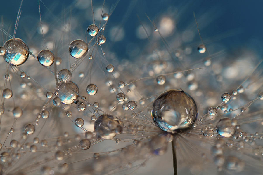 Deep Blue Dandelion Drops Photograph by Sharon Johnstone