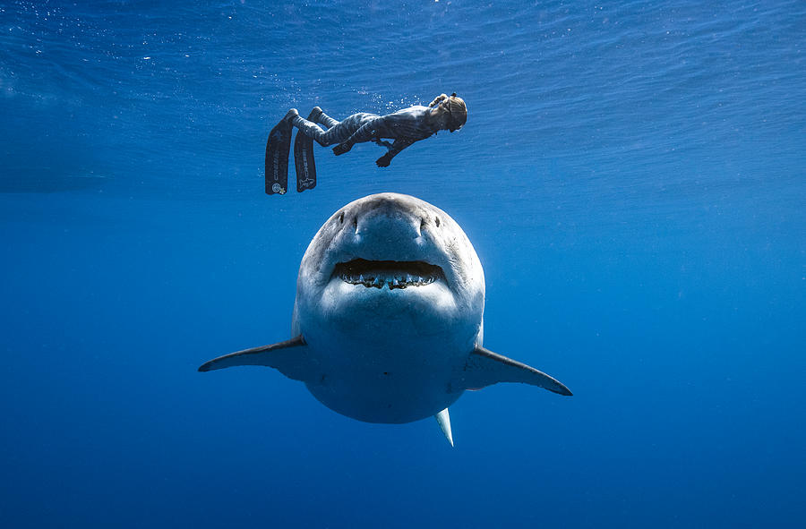 Deep Blue Photograph by Juan Sharks