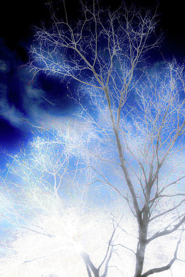 Deep Breath Winter Tree Photograph by W Craig Photography