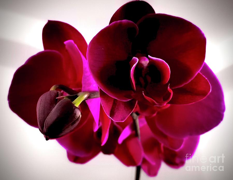 Deep color orchid  Photograph by Natalia Wallwork
