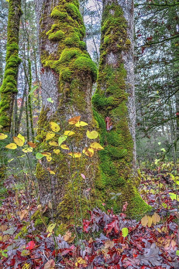 Deep Forest Autumn Photograph by Randall Dill
