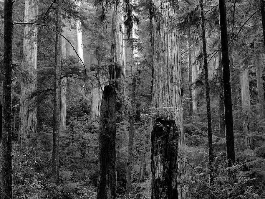 Deep Forest Black and White 4 Photograph by Lee Doyle - Fine Art America