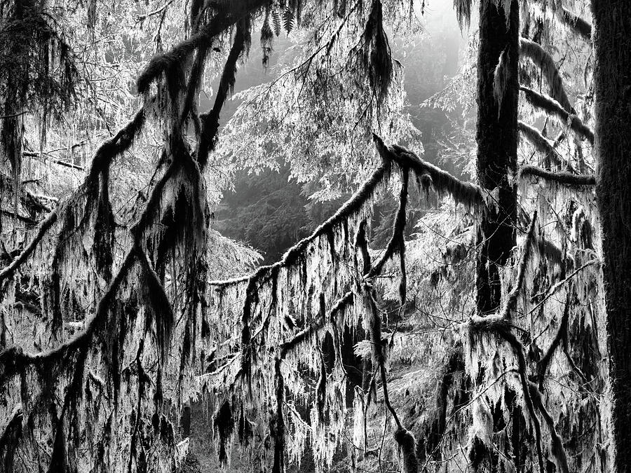 Deep Forest Black and White 7 Photograph by Lee Doyle - Fine Art America