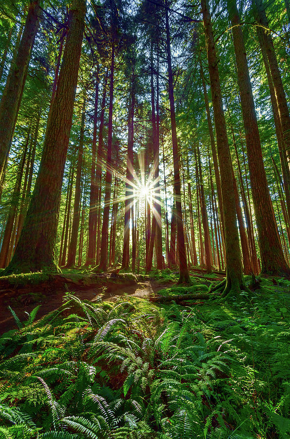 Olympic National Park Photograph - Deep Forest by Brian Knott Photography