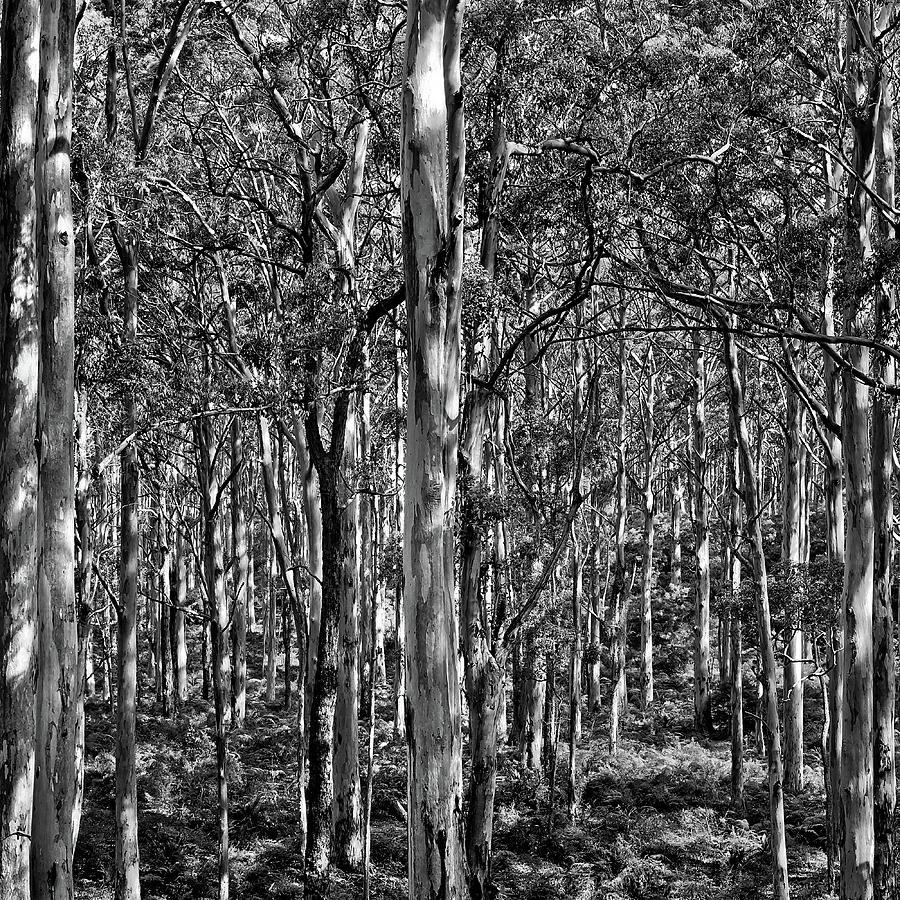 Black And White Photograph - Deep Forest BW Triptych_2 by Az Jackson