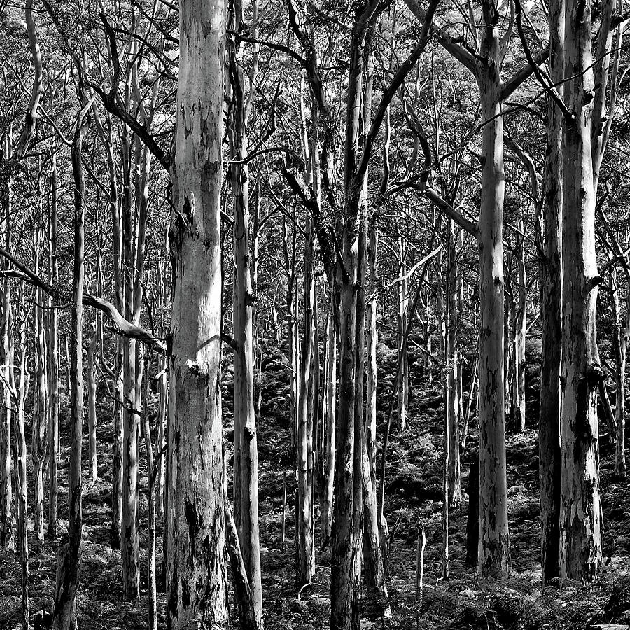 Black And White Photograph - Deep Forest BW Triptych_3 by Az Jackson