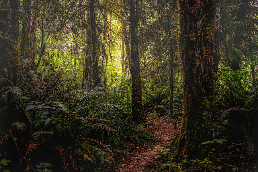 Deep Forest Dreams Photograph by Bill Posner