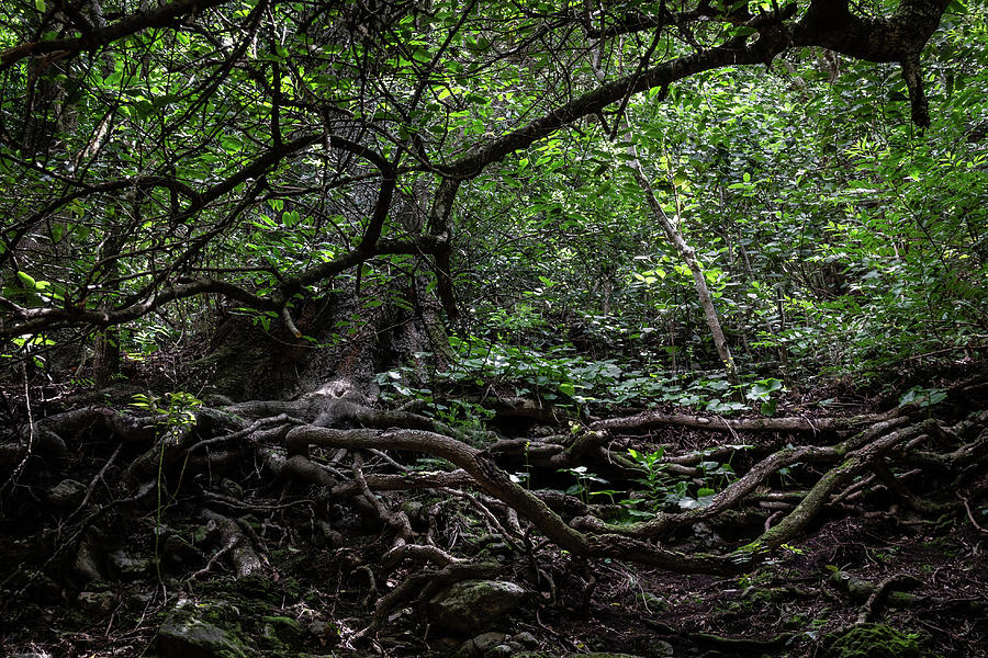 Deep Forest Photograph by Josu Ozkaritz